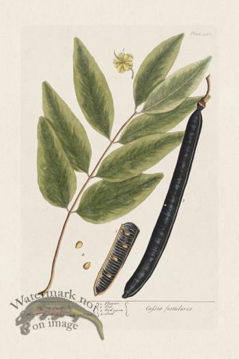 BEE 381 Cafsia fistula